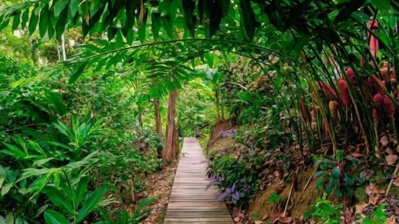 Photo of Outdoor in Cahuita