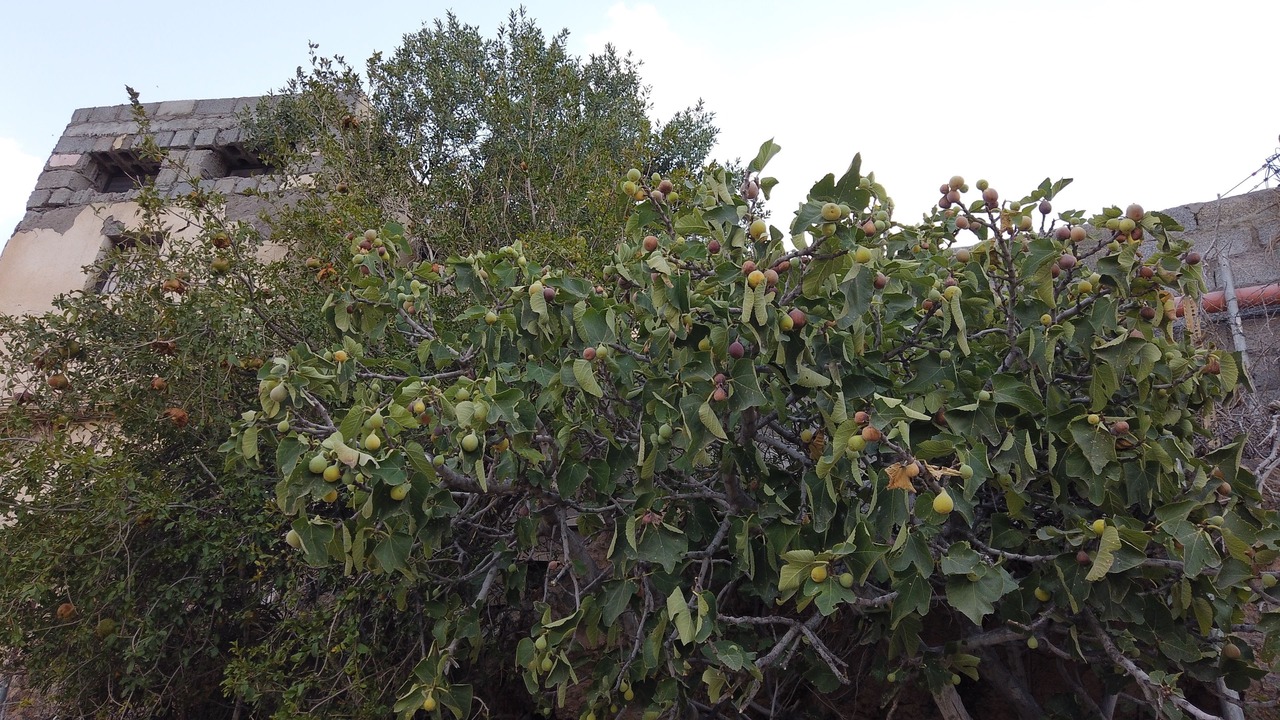Photo of Outdoor in Wakan