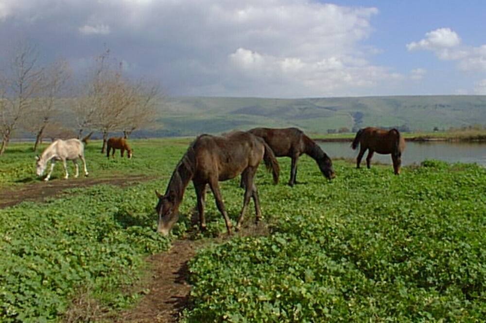 Photo of Others in Nof Kinneret