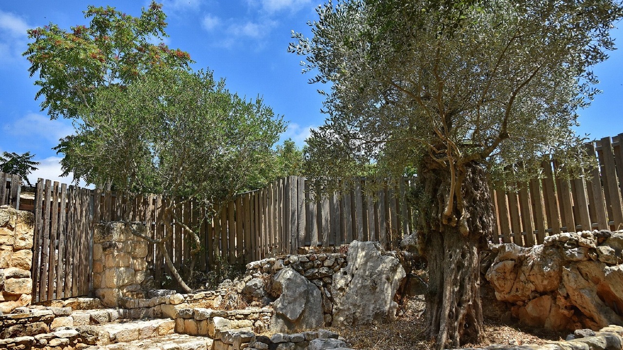 Photo of Outdoor in Shomera