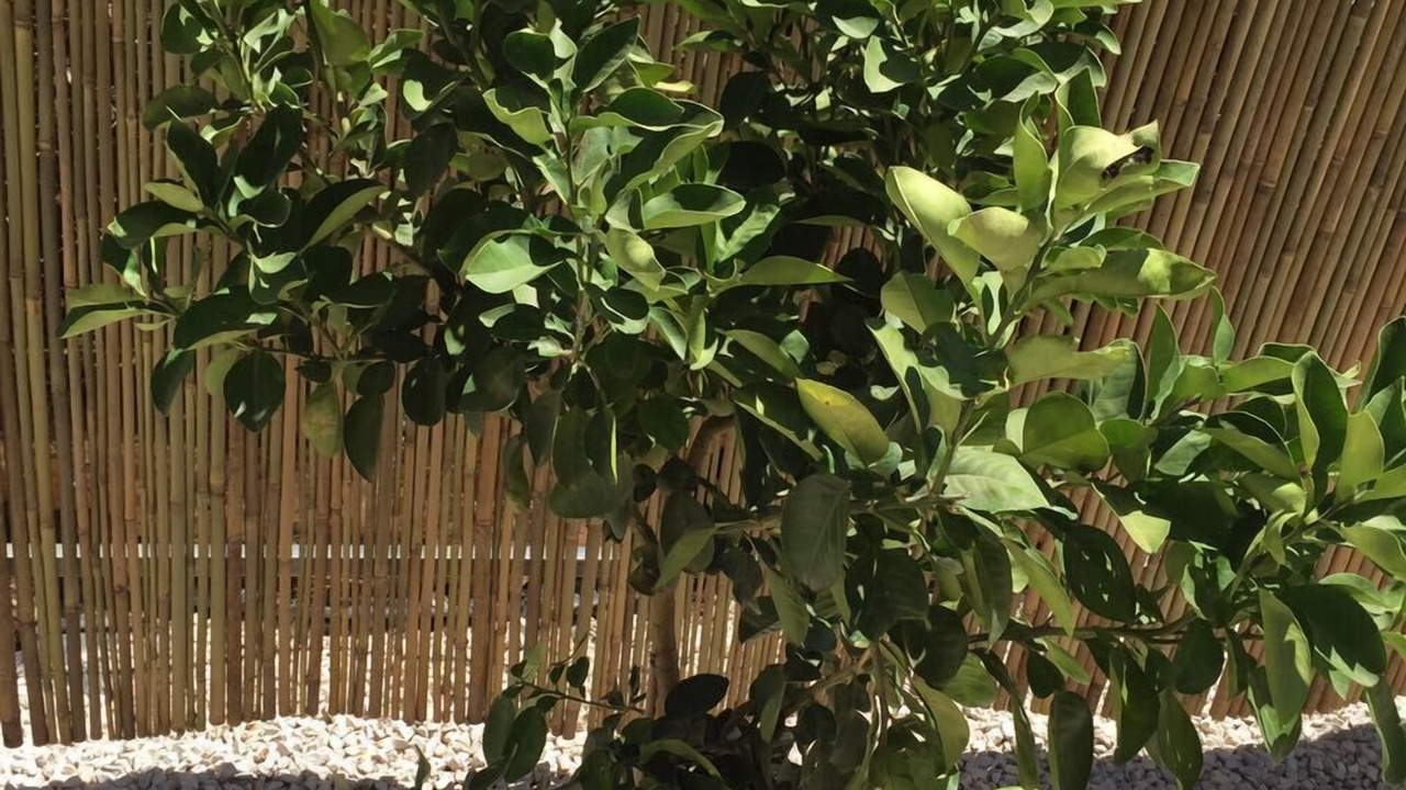 Photo of Outdoor in Shomera