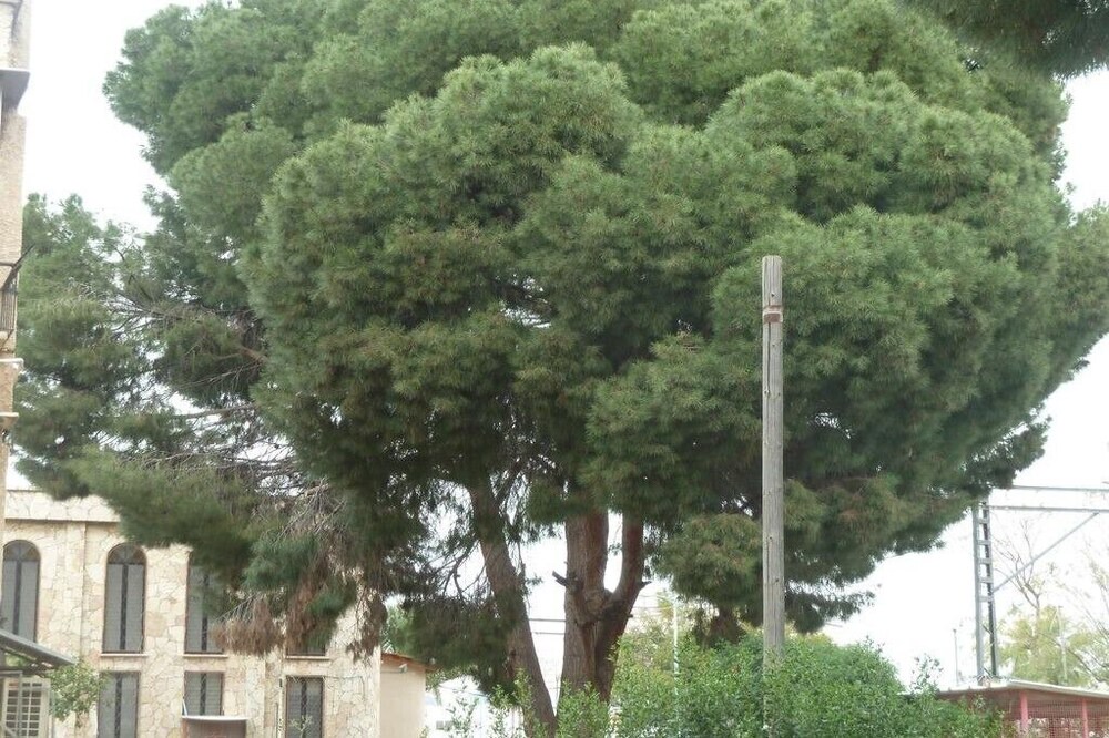 Photo of Outdoor in Petah Tikva
