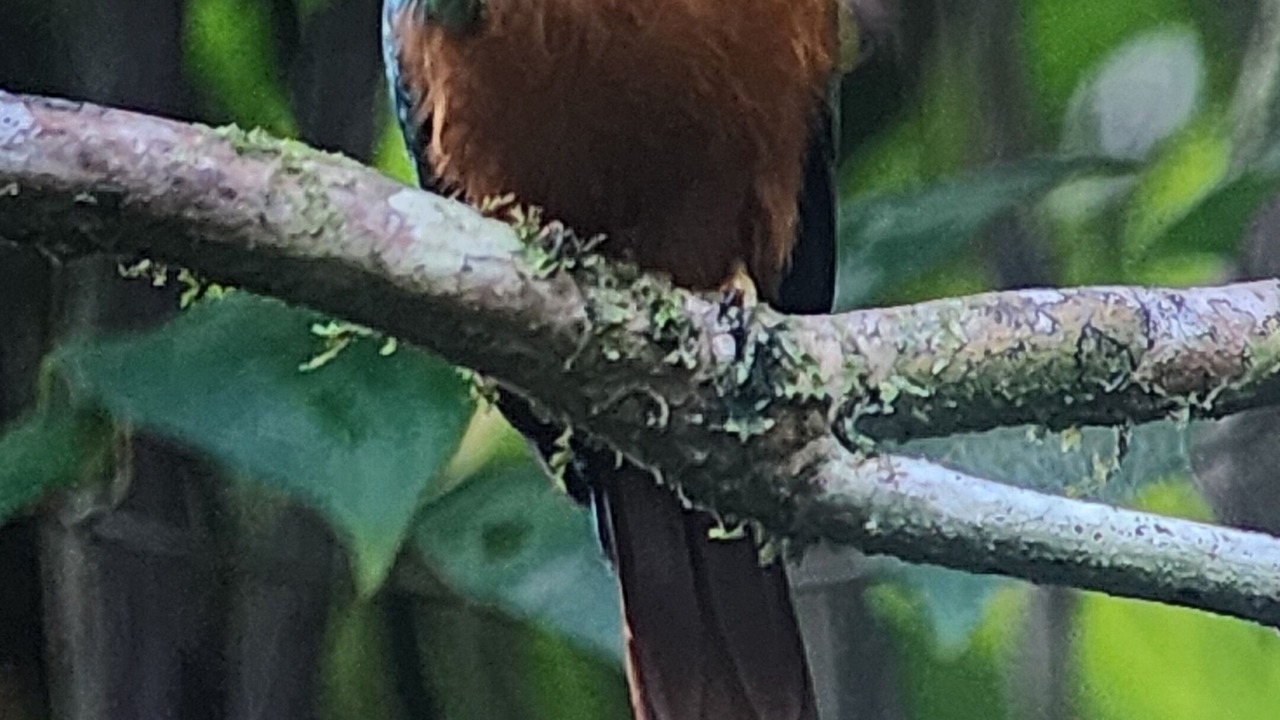Photo of Outdoor in Puerto Jimenez