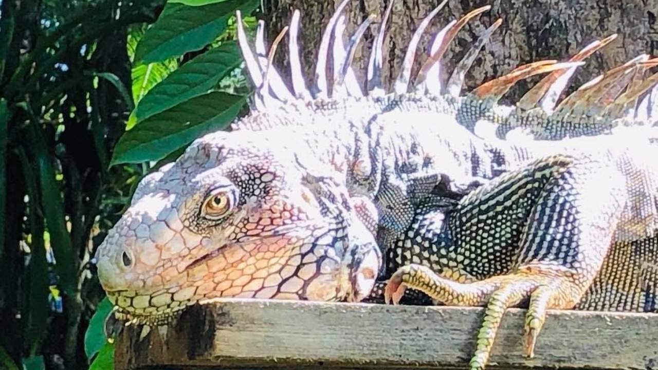 Photo of Outdoor in Puerto Jimenez