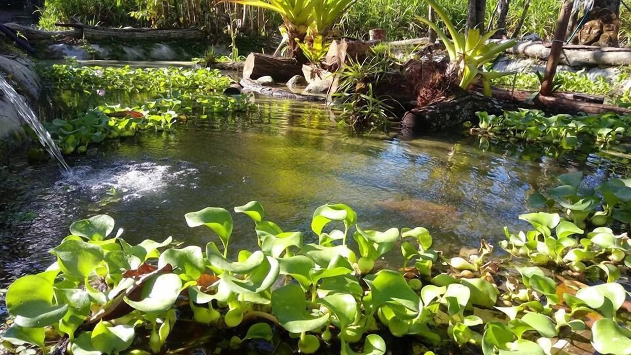 Photo of Outdoor in Puerto Jimenez