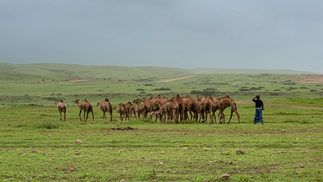 Photo of Others in Salalah