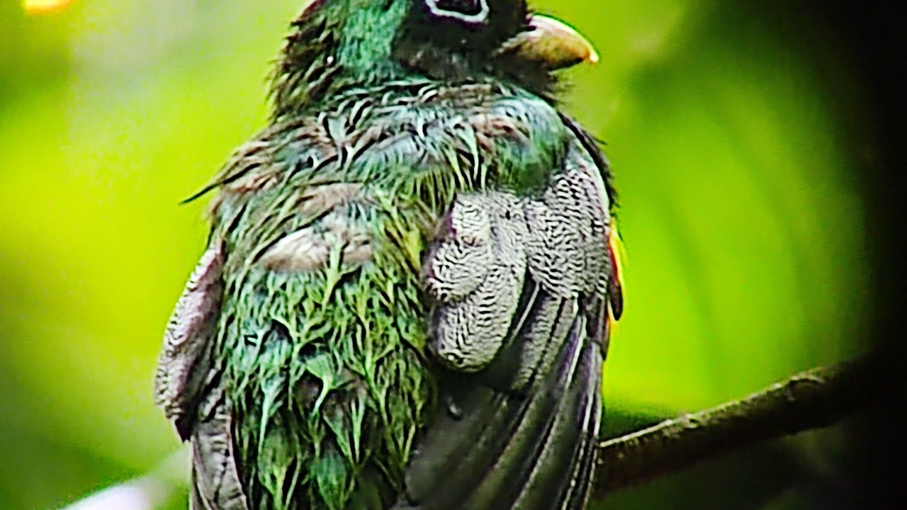 Photo of Others in Puerto Jimenez