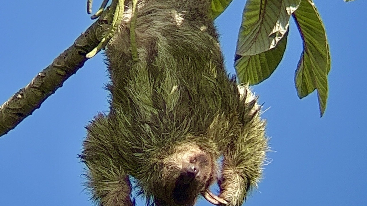 Photo of Others in La Fortuna