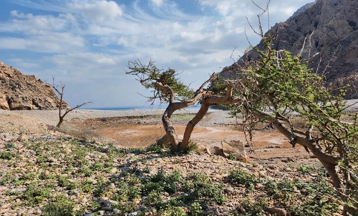 Photo of Others in Dibba
