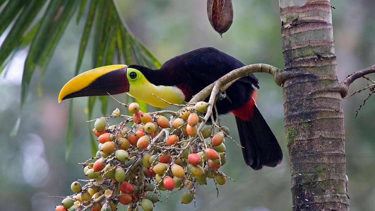 Photo of Outdoor in Dominical