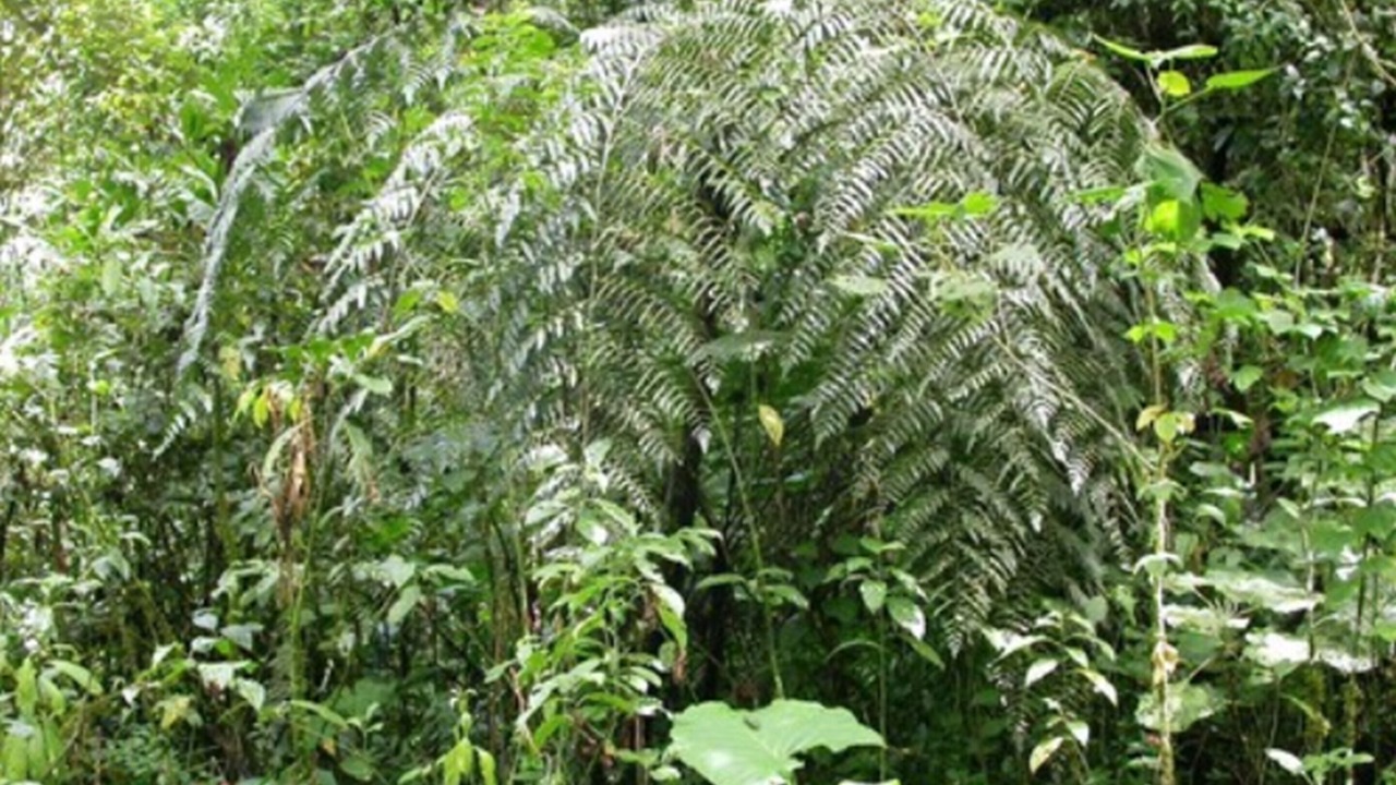 Photo of Outdoor in Sarchi Norte