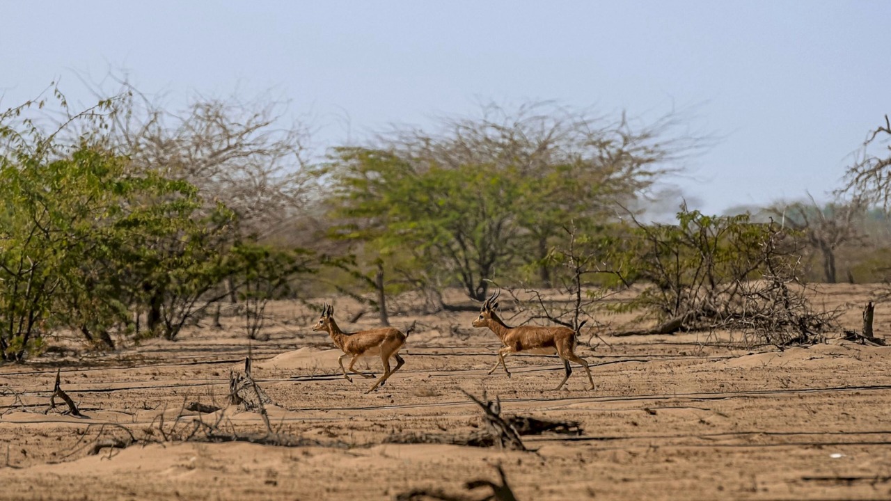 Photo of Outdoor in Umm al Quwain