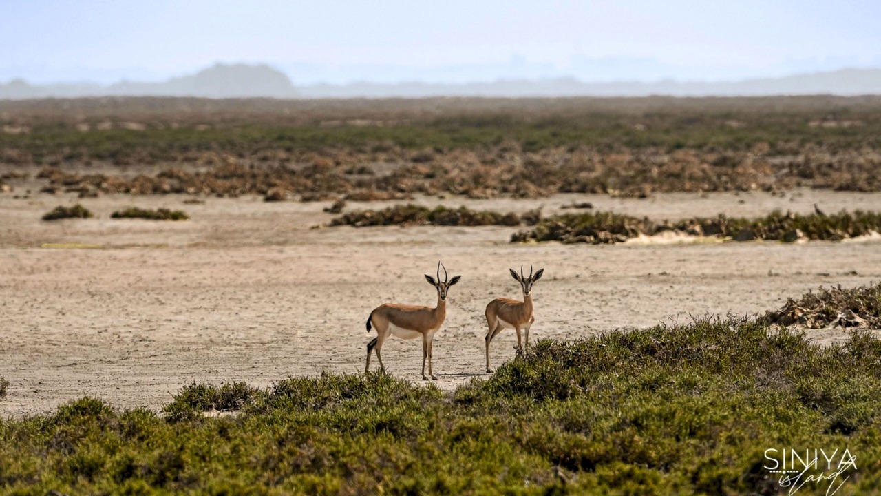 Photo of Outdoor in Umm al Quwain