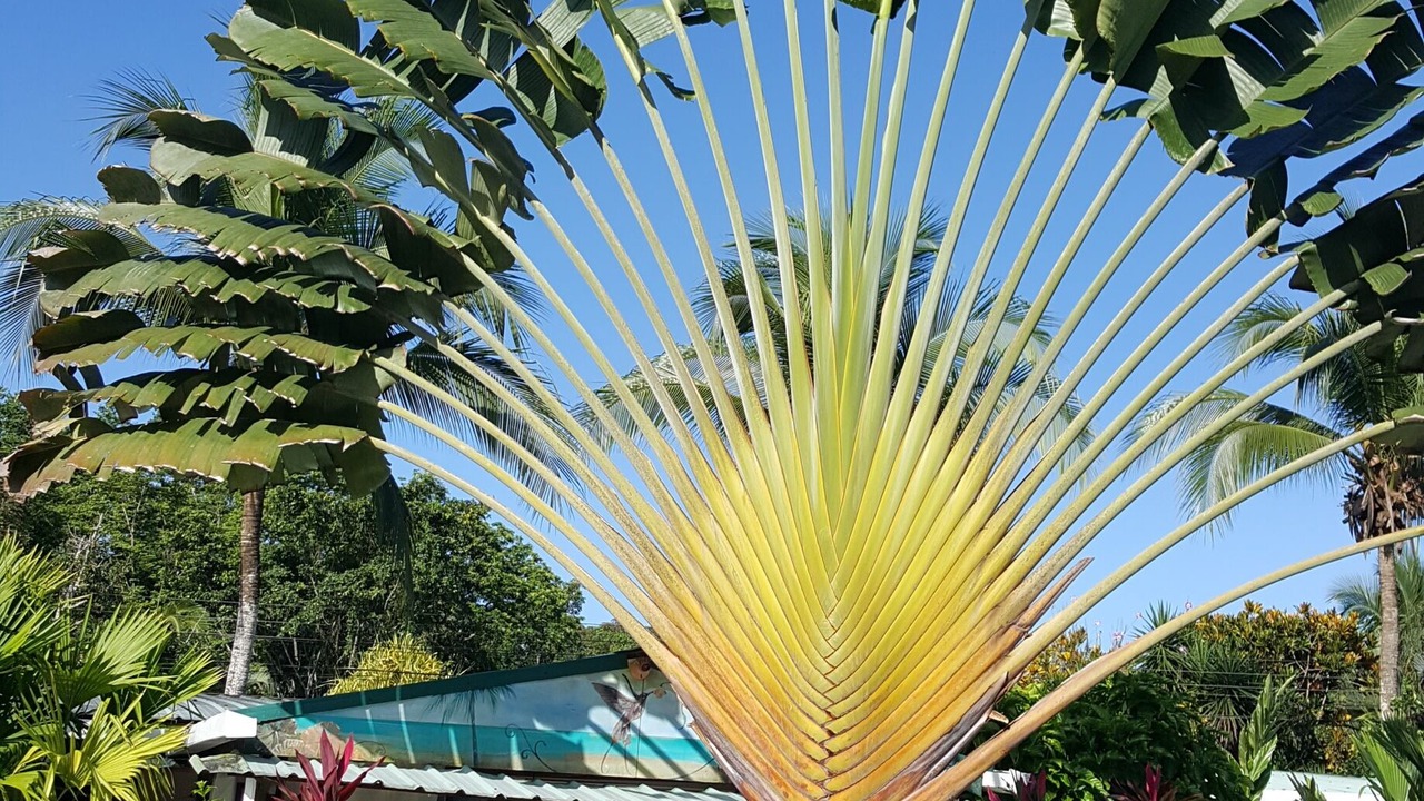 Photo of Outdoor in Cahuita