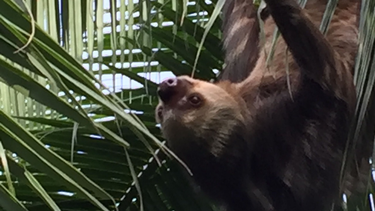Photo of Outdoor in Cahuita