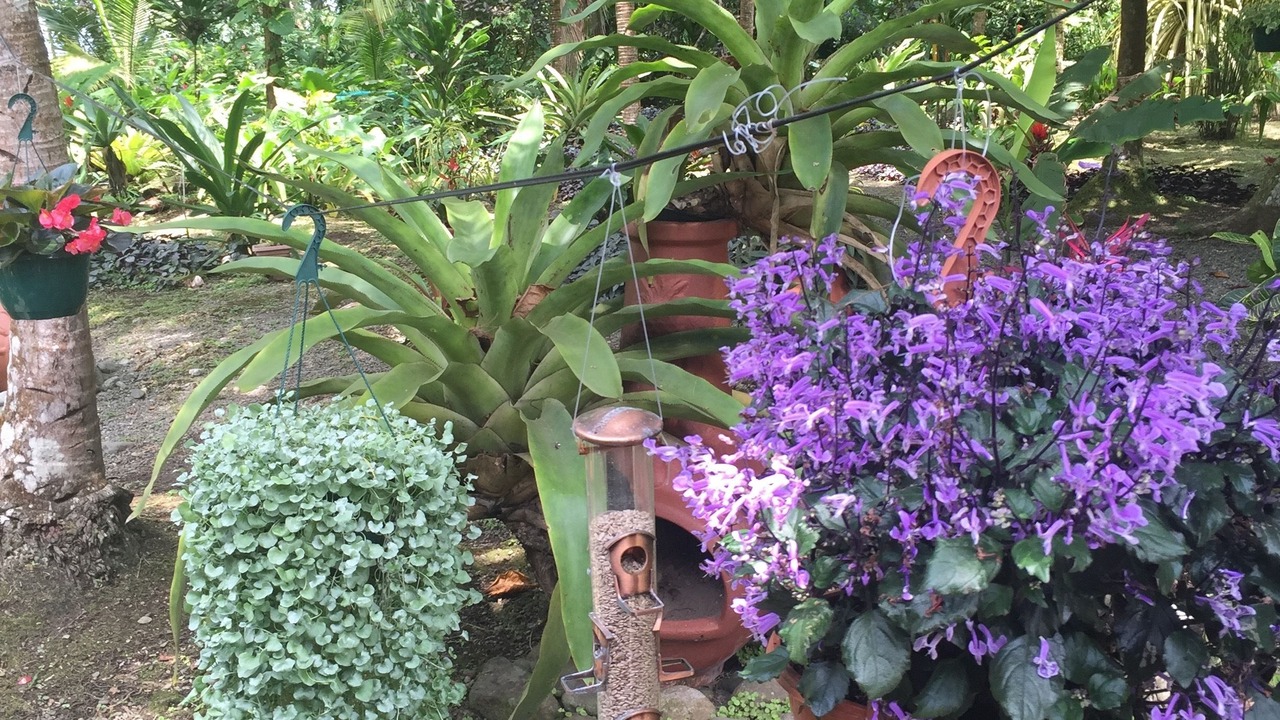 Photo of Outdoor in Cahuita