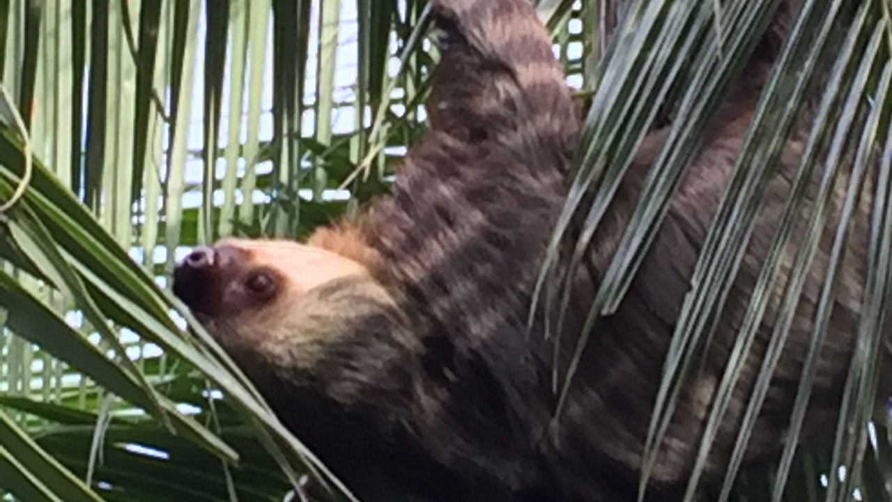 Photo of Others in Cahuita