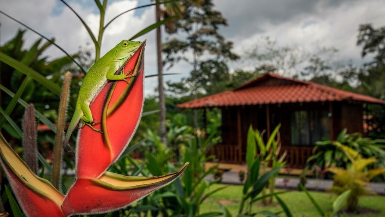 Photo of Others in La Fortuna