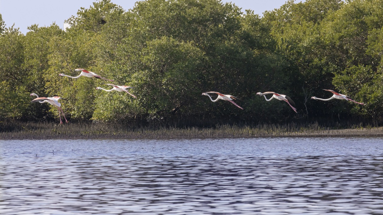 Photo of Outdoor in Umm al Quwain