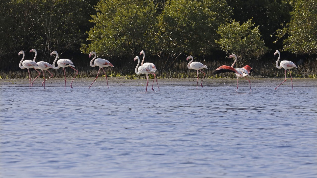 Photo of Outdoor in Umm al Quwain