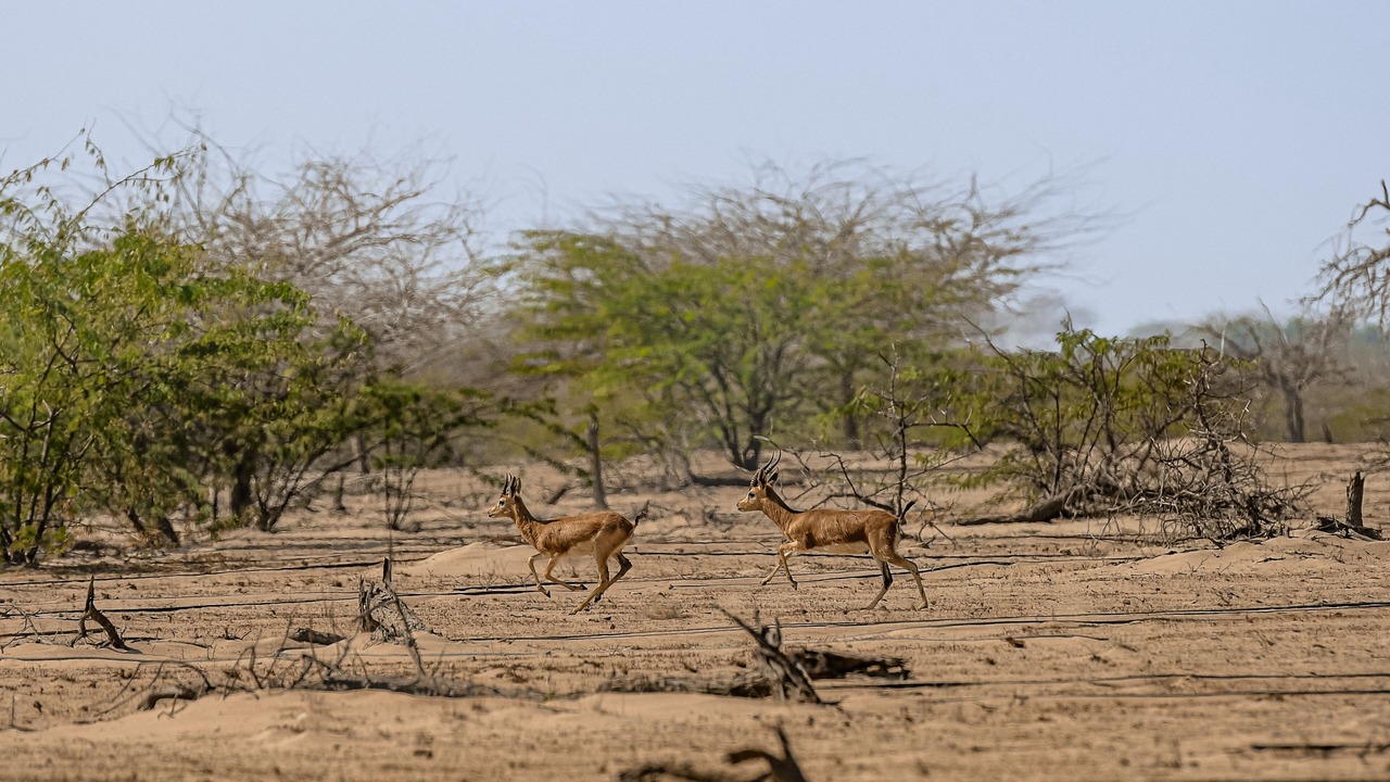 Photo of Others in Umm al Quwain