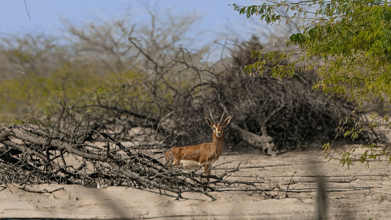Photo of Outdoor in Umm al Quwain