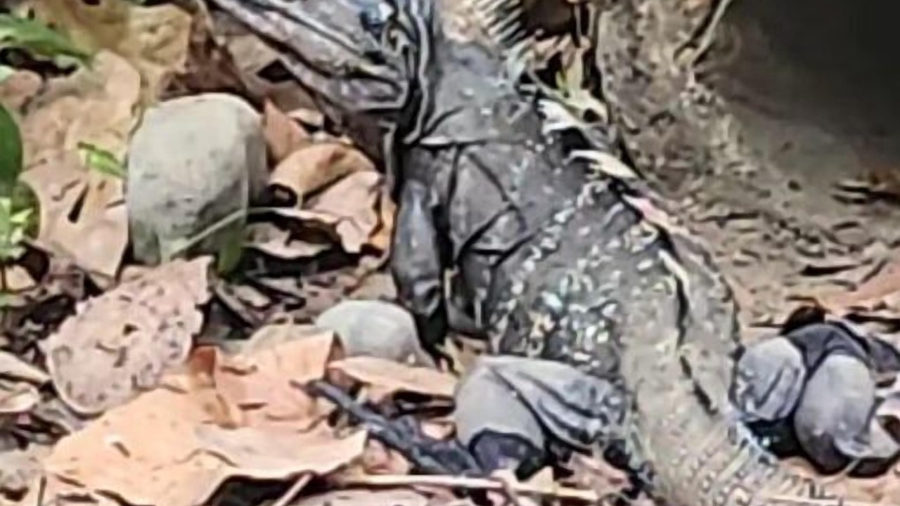 Photo of Others in Parrita