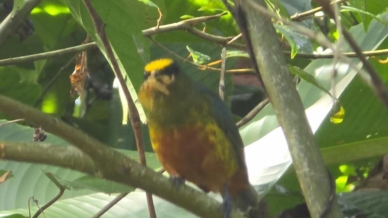 Photo of Others in Puerto Viejo de Talamanca