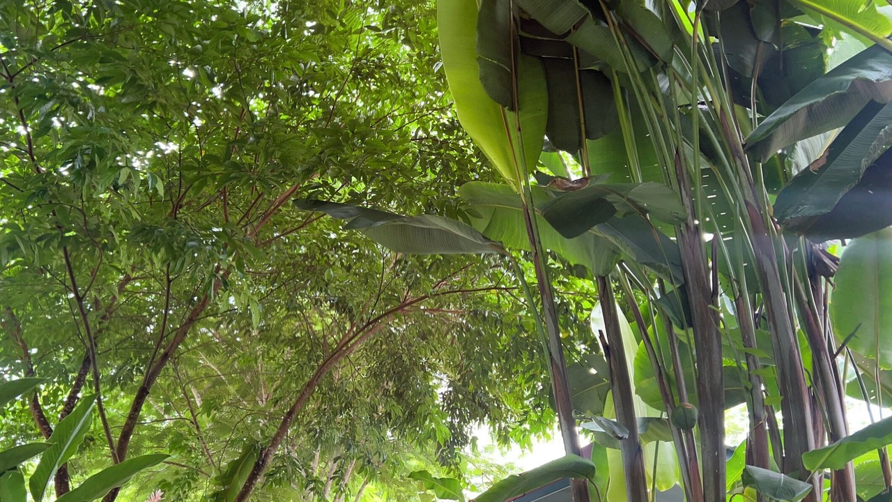 Photo of Outdoor in Puerto Viejo de Talamanca
