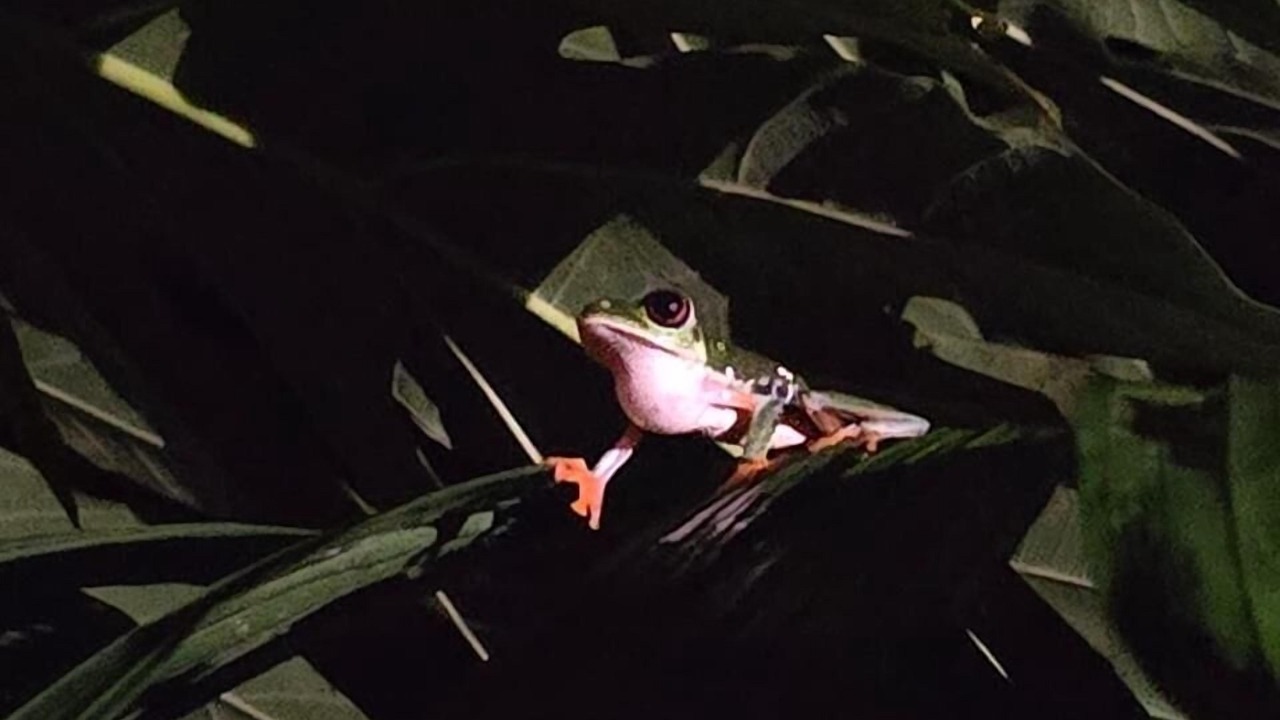 Photo of Others in Puerto Viejo de Talamanca