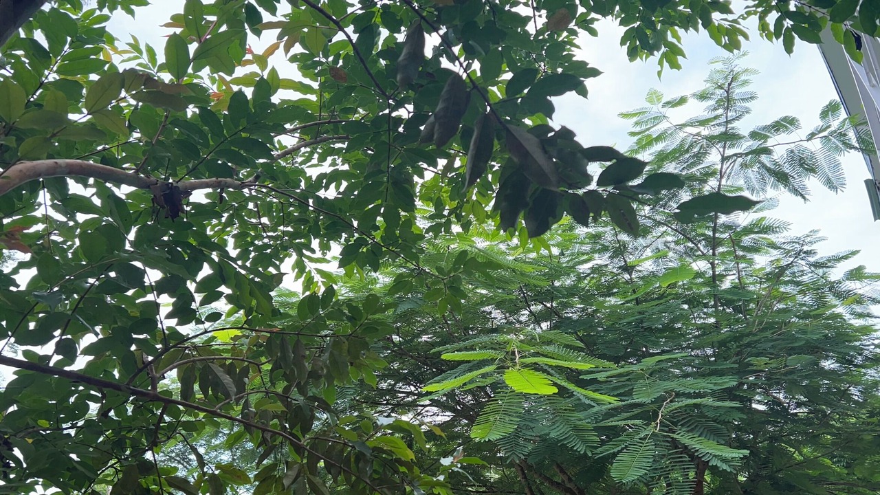 Photo of Outdoor in Puerto Viejo de Talamanca