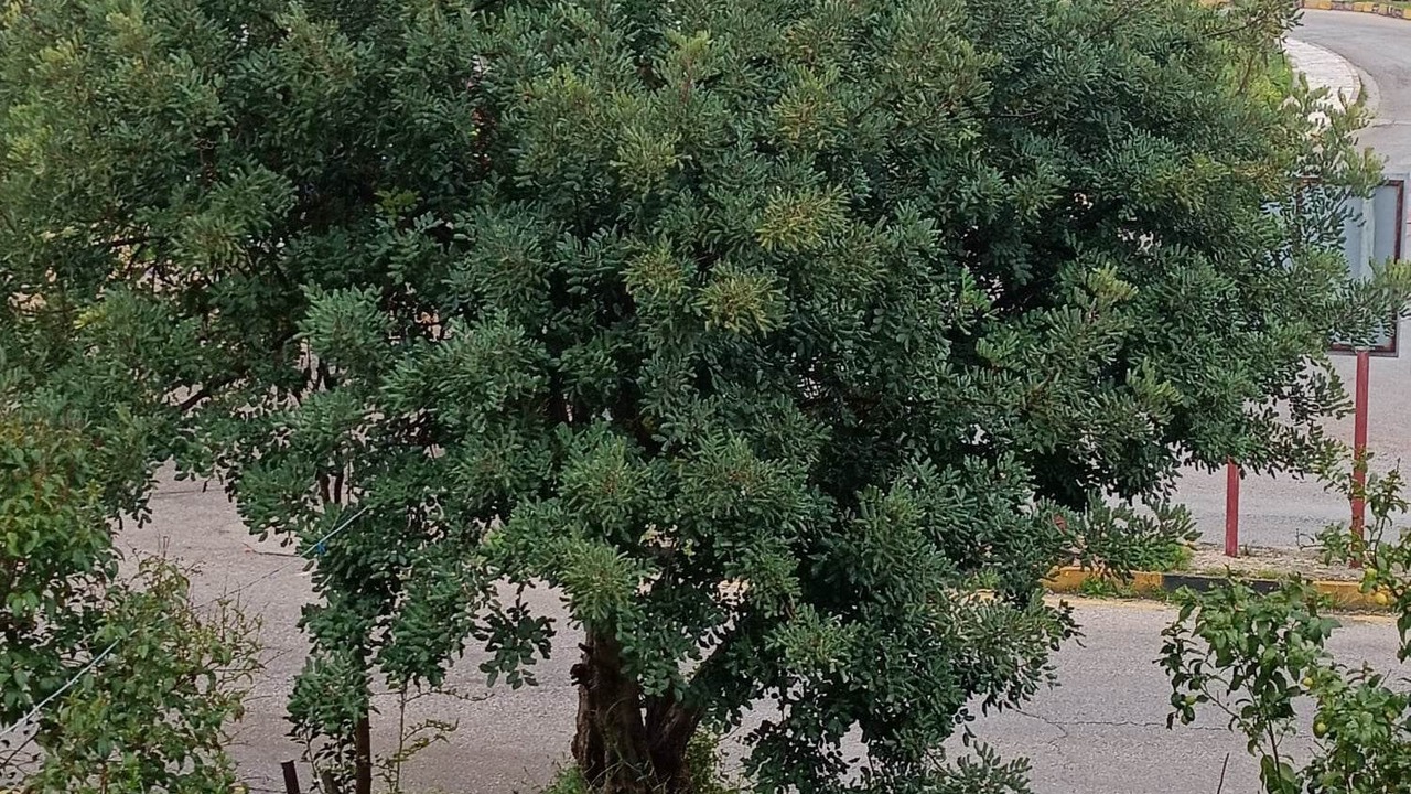 Photo of Outdoor in Umm Qais