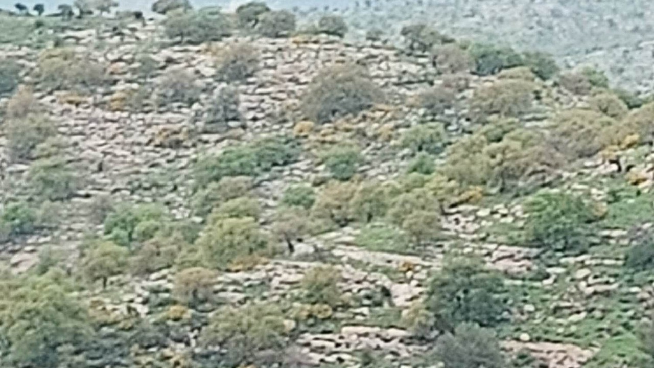 Photo of Others in Umm Qais