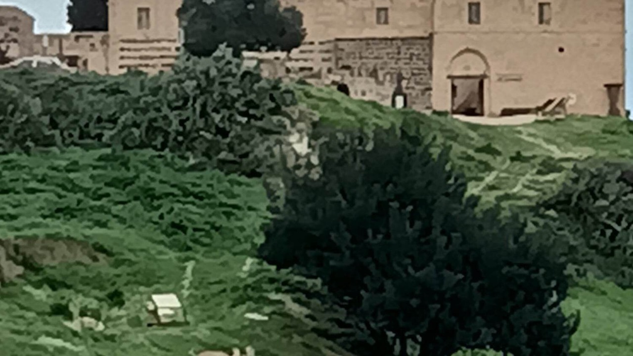 Photo of Others in Umm Qais