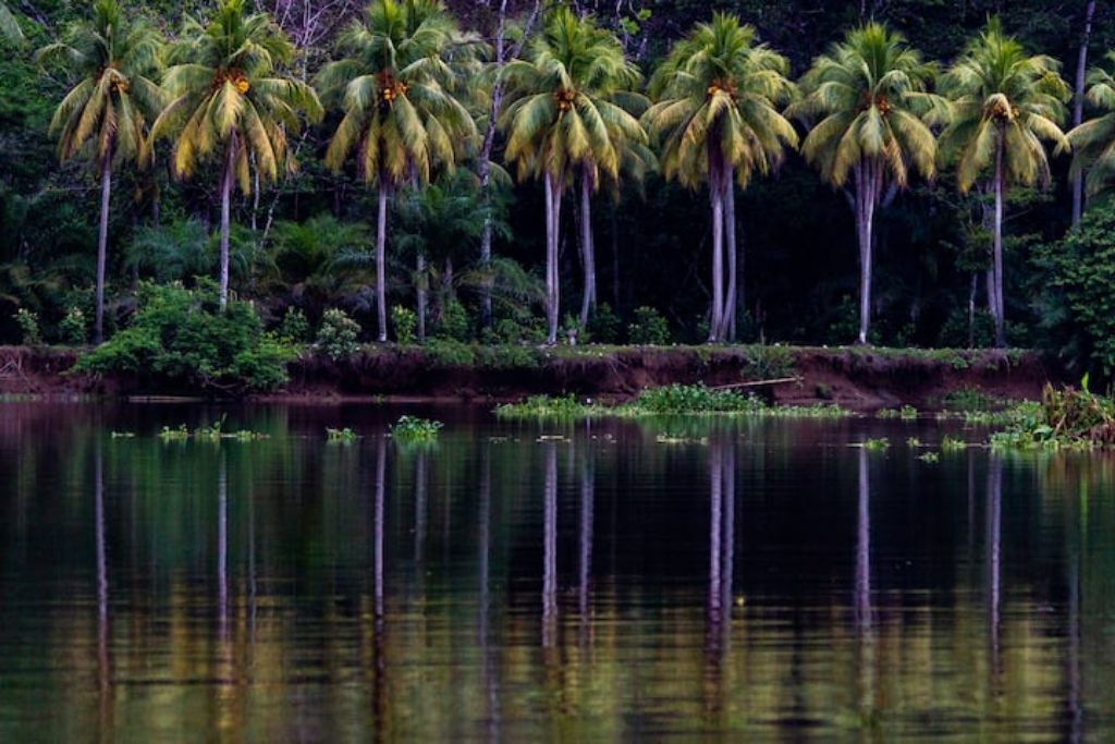 Photo of Others in Sierpe