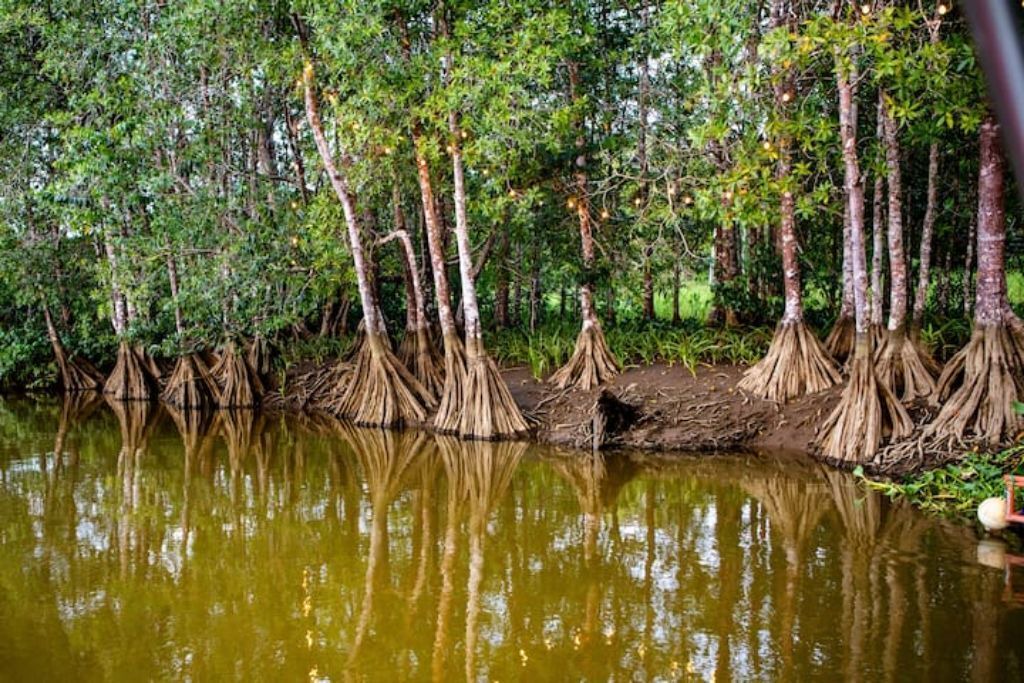 Photo of Others in Sierpe