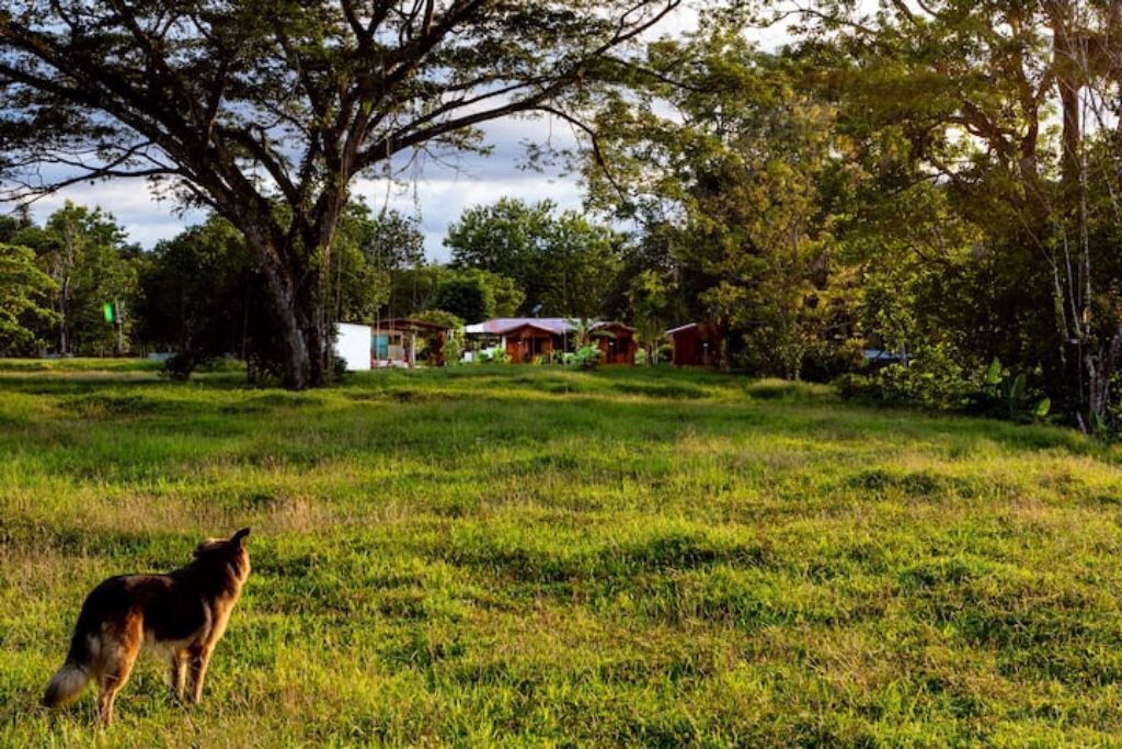 Photo of Outdoor in Sierpe