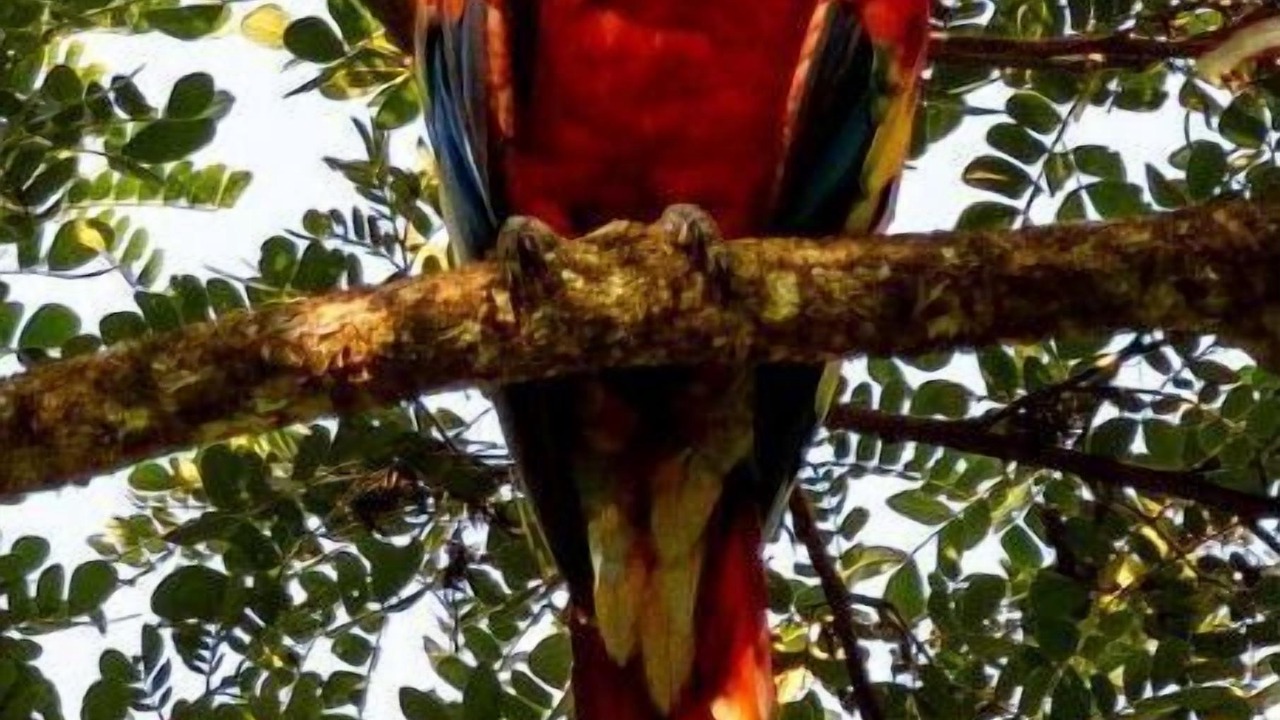 Photo of Others in Sierpe