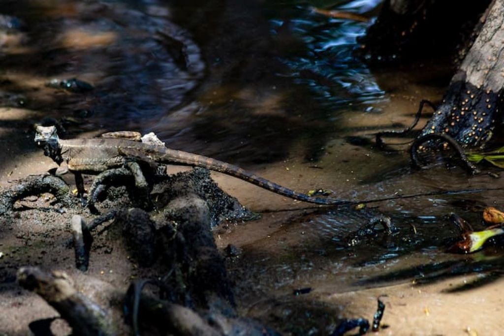 Photo of Others in Sierpe