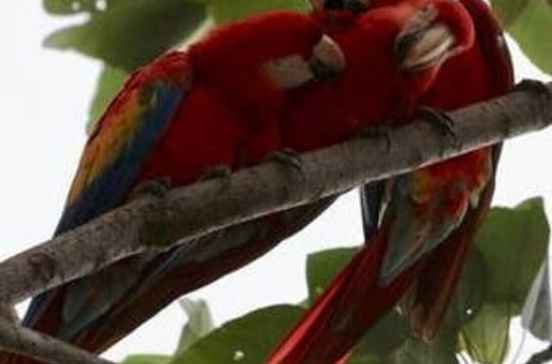 Photo of Others in Jaco
