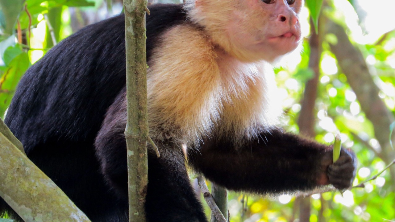 Photo of Others in Jaco