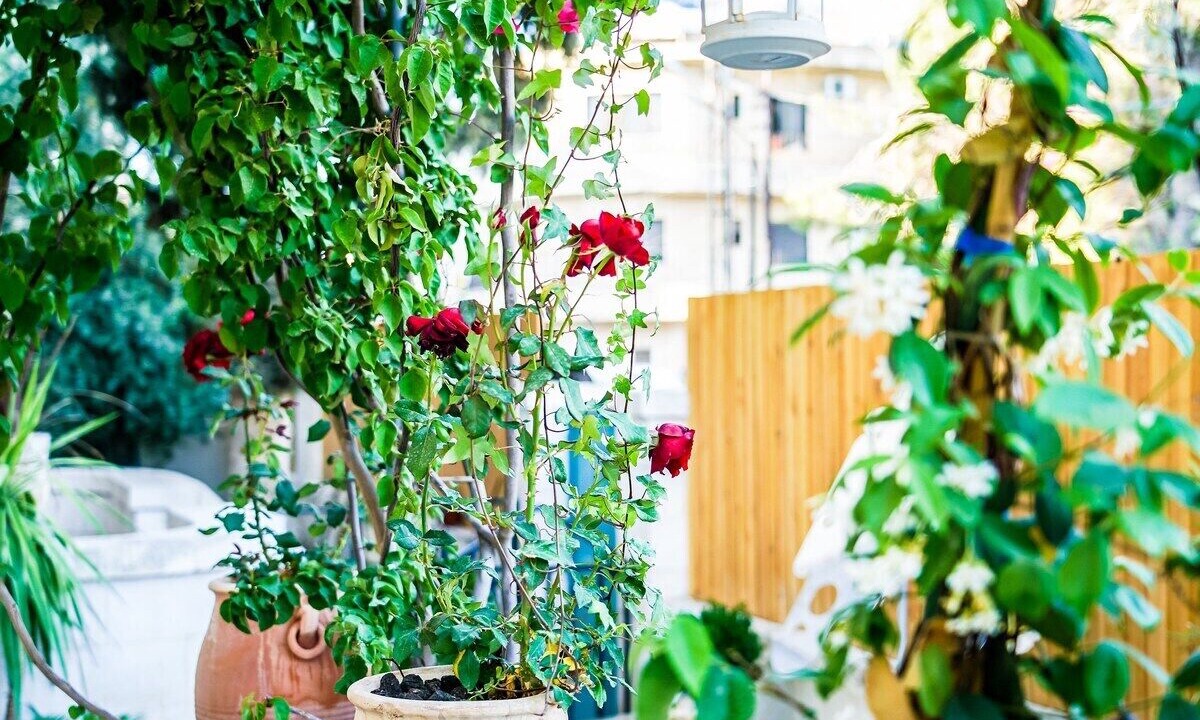 Photo of Outdoor in Amman