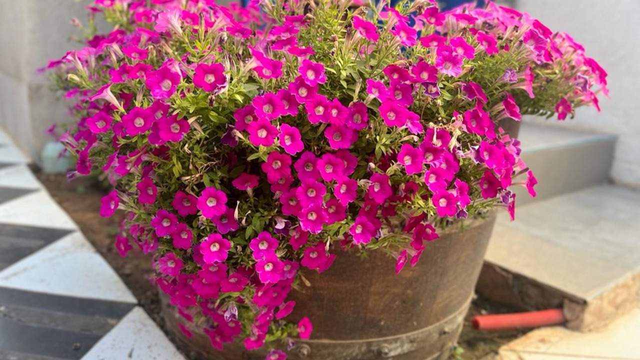 Photo of Outdoor in Hadera