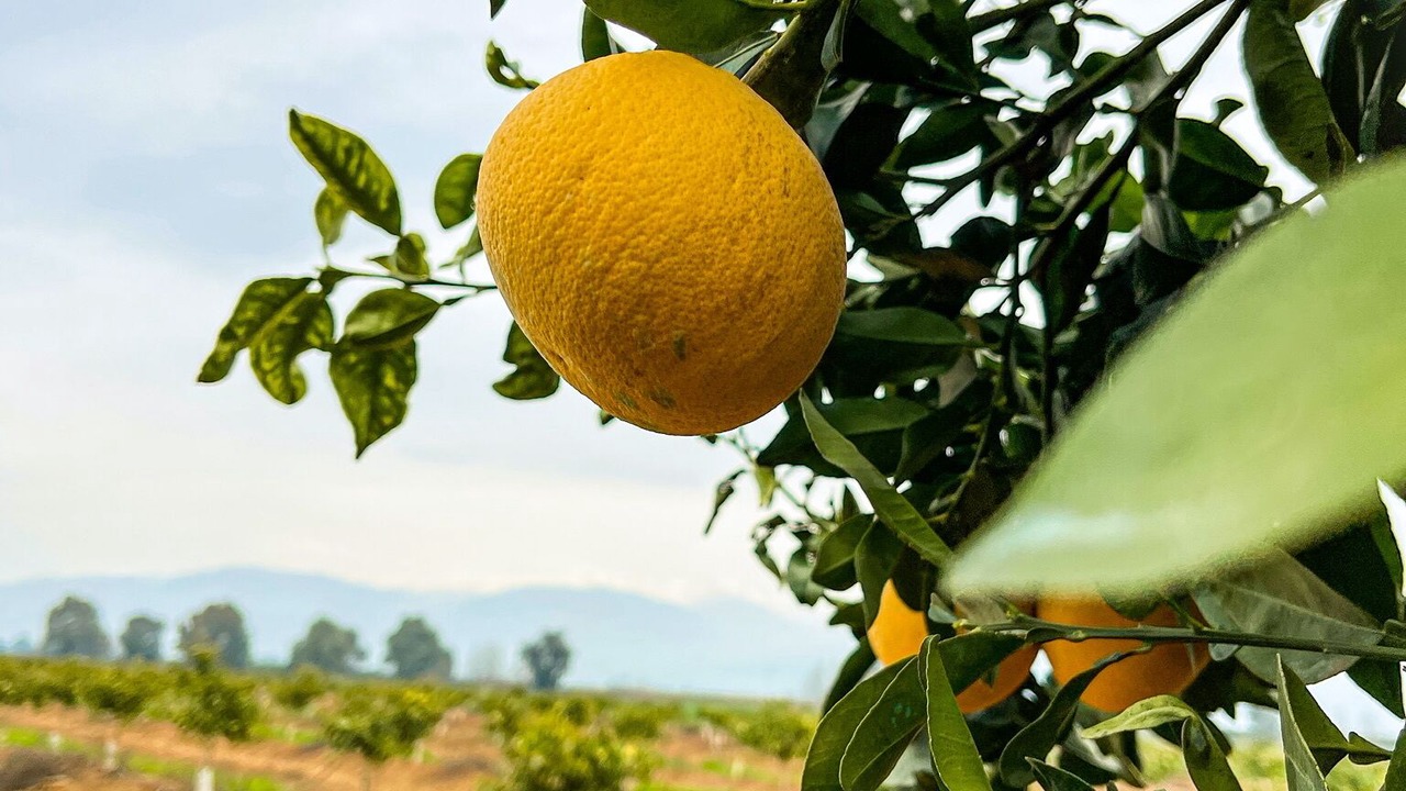 Photo of Outdoor in Kfar Blum