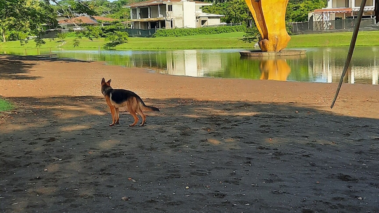 Photo of Others in Jaco