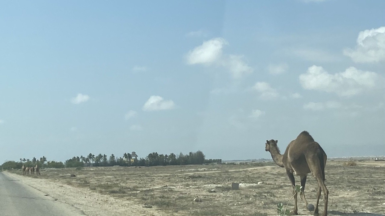 Photo of Others in Salalah