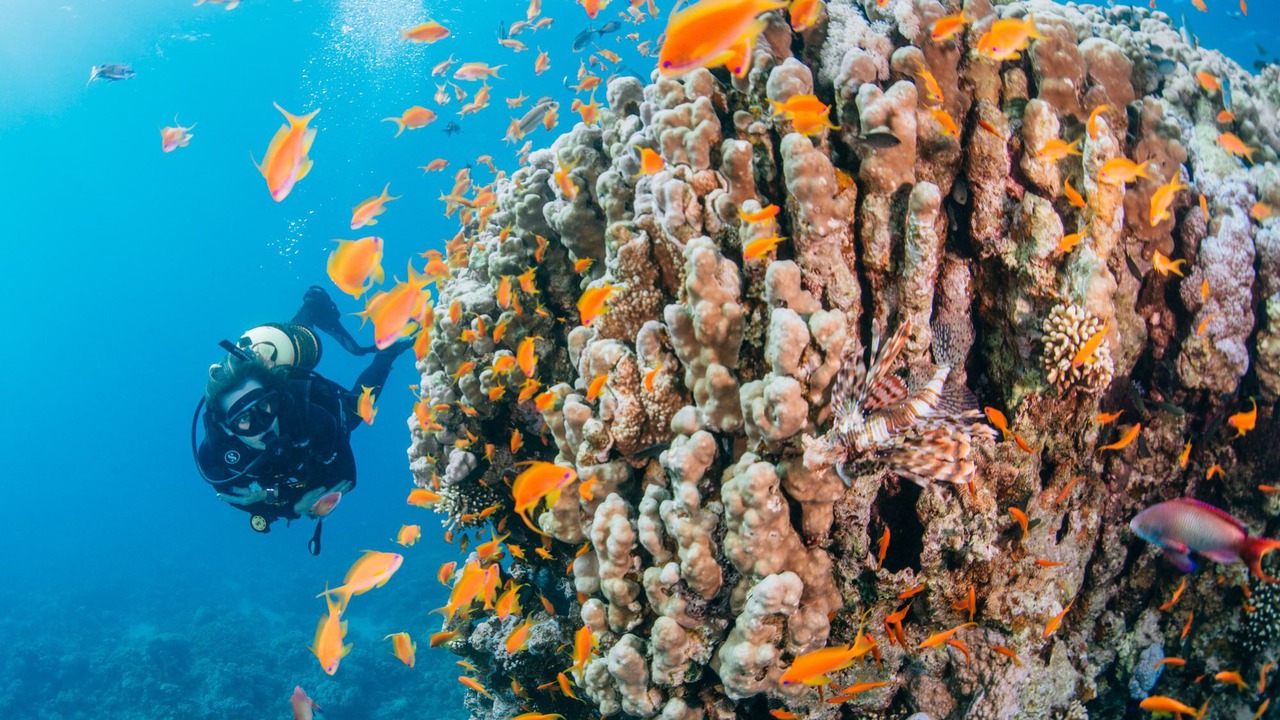 Photo of Others in Aqaba