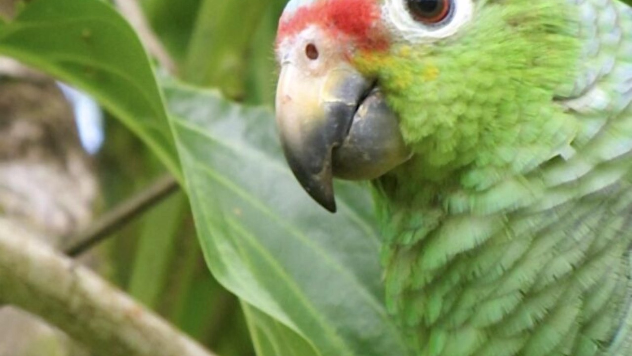 Photo of Others in Coco