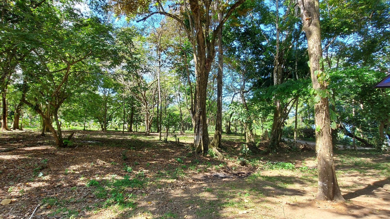 Photo of Outdoor in Pavones