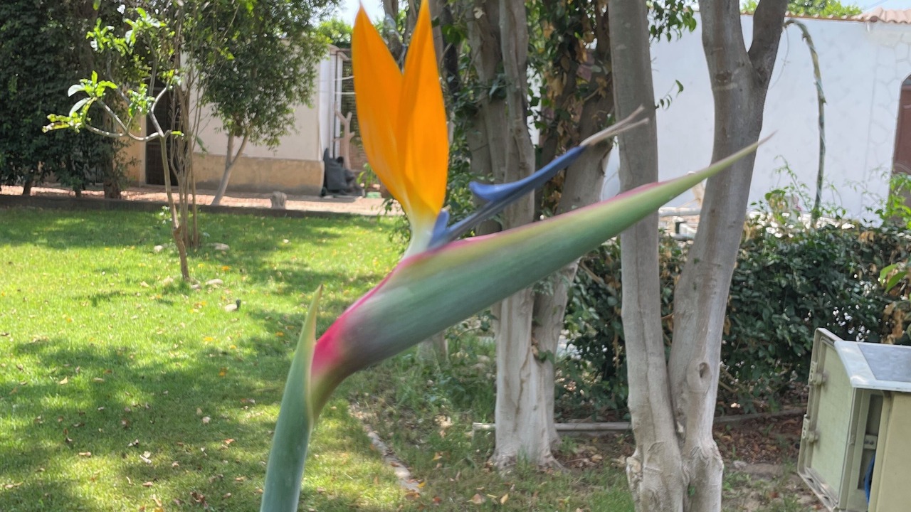 Photo of Outdoor in Al-'Umraniyah